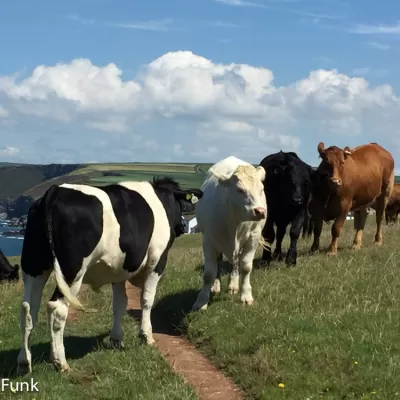 Portwenn (Port Isaac, England)